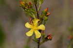 Coastal plain St. Johns wort